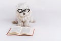 Funny dog with glasses and a book Royalty Free Stock Photo