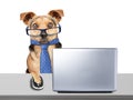 Funny Dog glasses tie working computer laptop desk isolated Royalty Free Stock Photo