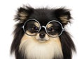 Funny dog with glasses on white background Royalty Free Stock Photo