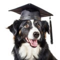 Funny Dog in Graduation Hat