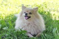 Funny dog on the grass with a toy. Dog German Pomeranian spitz guards its prey. stick for brushing teeth. daily oral