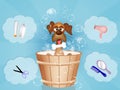 funny dog grooming Royalty Free Stock Photo