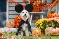 Funny dog in Halloween costume. Halloween holiday concept Royalty Free Stock Photo