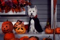 Funny dog in Halloween costume and pumkins