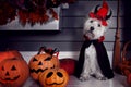 Funny dog in Halloween costume and pumkins