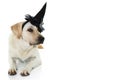 FUNNY DOG HALLOWEEN. LABRADOR WEARING A WITCH HAT COSTUME. ISOLATED SHOT AGAINST WHITE BACKGROUND Royalty Free Stock Photo