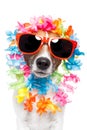 Funny dog hawaiian lei and sunglasses Royalty Free Stock Photo