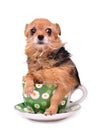 Funny dog hiding in a cup Royalty Free Stock Photo