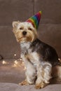 Funny dog with a holiday hat on head. Yorkshire Terrier doggy with cap. Birthday Royalty Free Stock Photo