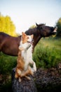 Funny dog and horse in the field Royalty Free Stock Photo