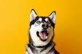 Funny dog isolated on orange background. Studio portrait of a dog with amazed face. Royalty Free Stock Photo