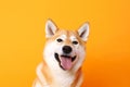 Funny dog isolated on orange background. Studio portrait of a dog with amazed face. Royalty Free Stock Photo