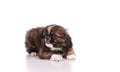 funny small dog isolated on the white background Royalty Free Stock Photo