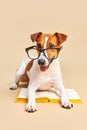 Cute dog jack russell terrier lying with book, reading and studying Royalty Free Stock Photo