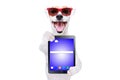 Funny dog Jack Russell Terrier in sunglasses with tablet Royalty Free Stock Photo