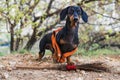 Funny dog janitor, black and tan, in orange special clothes, with a broom, cleaning the yard of garbage Royalty Free Stock Photo