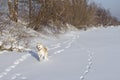 Funny dog Japanese Akita Inu runs through the snow leaving traces in the field in winter by the countryside. Royalty Free Stock Photo