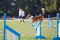 Dog jumping over hurdle in agility competition Royalty Free Stock Photo