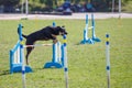 Dog jumping over hurdle in agility competition Royalty Free Stock Photo