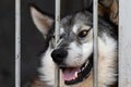 Funny dog like a wolf with yellow eyes sits in a cage with a funny muzzle. A positive animal in a cage in an animal shelter Royalty Free Stock Photo