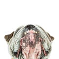 Funny Dog Looking Up Teeth Out Royalty Free Stock Photo