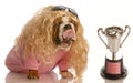 Funny dog with lover trophy Royalty Free Stock Photo