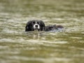 nice dog in the low water in the lake - border collie Royalty Free Stock Photo