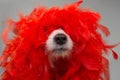 FUNNY DOG IN MARDI GRAS CARNIVAL RED FEATHER BOA. ISOLATED STUDIO SHOT AGAINST GRAY BACKGROUND Royalty Free Stock Photo