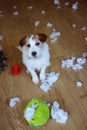 FUNNY DOG MISCHIEF. GUILTY JACK RUSSELL DESTROYED A FABRIC AND FLUFFY BALL AND TOYS AT HOME. HIGH ANGLE VIEW Royalty Free Stock Photo