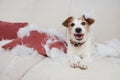 FUNNY DOG MISCHIEF. NAUGHTY JACK RUSSELL HOME ALONE AFTER BITE AND DESTROY A PILLOW ON A SOFA. SEPARATION ANXIETY CONCEPT Royalty Free Stock Photo