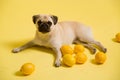 Funny dog mops is playing with lemons on a yellow background