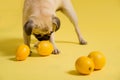 Funny dog mops is playing with lemons on a yellow background