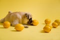 Funny dog mops is playing with lemons on a yellow background