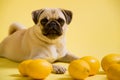 Funny dog mops is playing with lemons on a yellow background