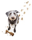 Funny Dog With Muddy Face Royalty Free Stock Photo