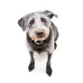 Funny Dog With Muddy Face Royalty Free Stock Photo