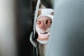 Funny dog nose traveling by car between seats Royalty Free Stock Photo