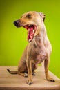 Funny dog with open mouth. Funny animals theme Royalty Free Stock Photo