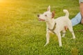 Dog Parson Russell Terrier breed is playing in green park with his owner. Summer time or beginning of autumn. Nature Royalty Free Stock Photo