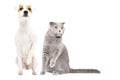 Funny dog Parson Russell Terrier and cat Stottish Fold sitting together with raised paws Royalty Free Stock Photo