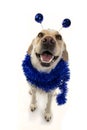 FUNNY DOG PARTY. BIRTHDAY OR NEW YEAR. LABRADOR WITH A HEADBAND O DIADEM WITH BLUE DISCO BALL BOPPERS LIKE A ALIEN AND A TINSEL