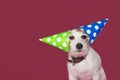 FUNNY DOG PARTY HAT. JACK RUSSELL CELEBRATING A BIRTHDAY,NEW YEAR OR ANNIVERSARY. ISOLATED STUDIO SHOT AGAINST PINK BACKGROUND Royalty Free Stock Photo