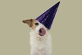 FUNNY DOG PARTY. JACK RUSSELL LICKING WITH TONGUE AND WEARING A PURPLE AND GOLDEN POLKA DOT HAT. ISOLATED SHOT AGAINST PINK