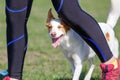 Funny dog peeking out legs on agility competition Royalty Free Stock Photo