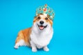 Funny dog pembroke welsh corgi in the crown, like a king, a prince on a blue studio background Royalty Free Stock Photo