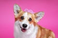 Funny dog pembroke welsh corgi with with  curlers on a pink studio background Royalty Free Stock Photo