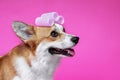 Funny dog pembroke welsh corgi with with  curlers on a pink studio background Royalty Free Stock Photo