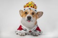 Funny dog pembroke welsh corgi teasing by sticking out his tongue, in the gold crown and red mantles, like a queen, a prince on a Royalty Free Stock Photo