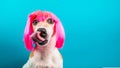 Funny dog in pink wig. waiting for a delicious meal foog licking. Blue background
