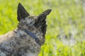 A funny dog playing outdoors in a green field Royalty Free Stock Photo